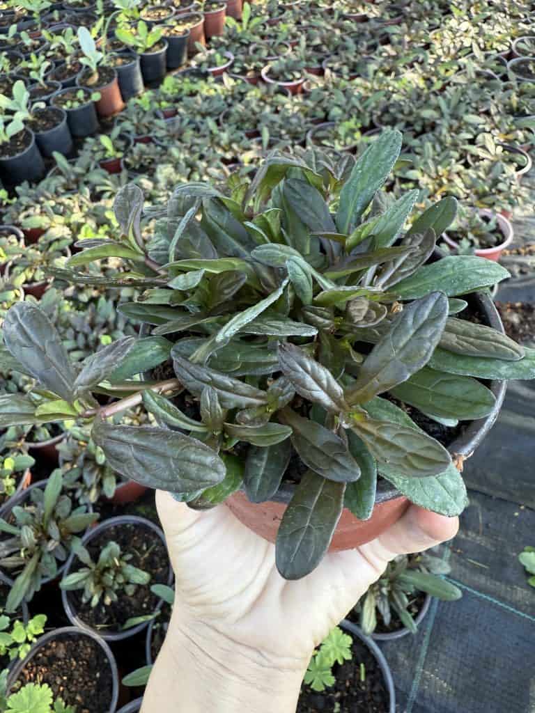 Ajuga reptans