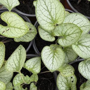 Brunera macrophylla 'Jack Frost'