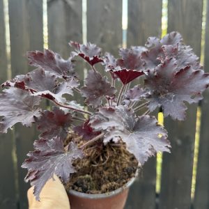 Heuchera ‘Palace Purple’