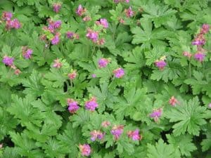 Geranium macrorrhizum - Zdravac