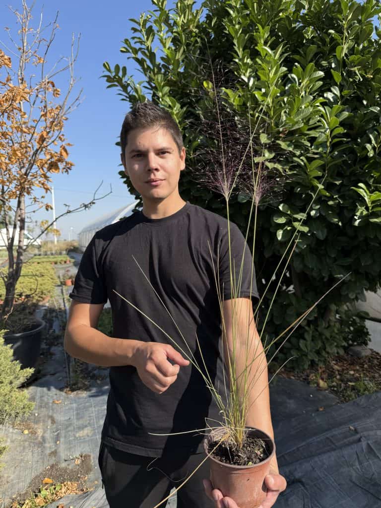 Muhlenbergia capillaris - Roze trava