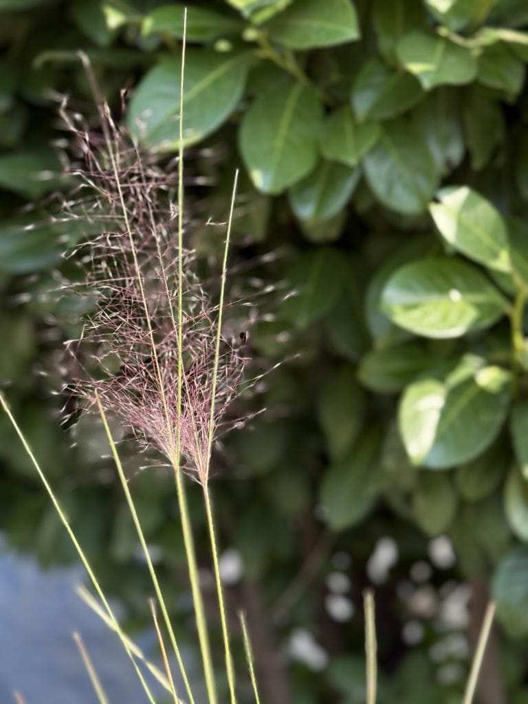 Muhlenbergia capillaris - Roze trava