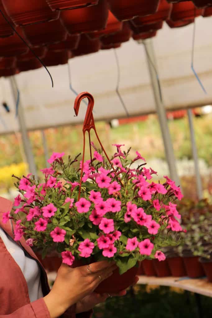 Supertunia Mini Vista Hot Pink