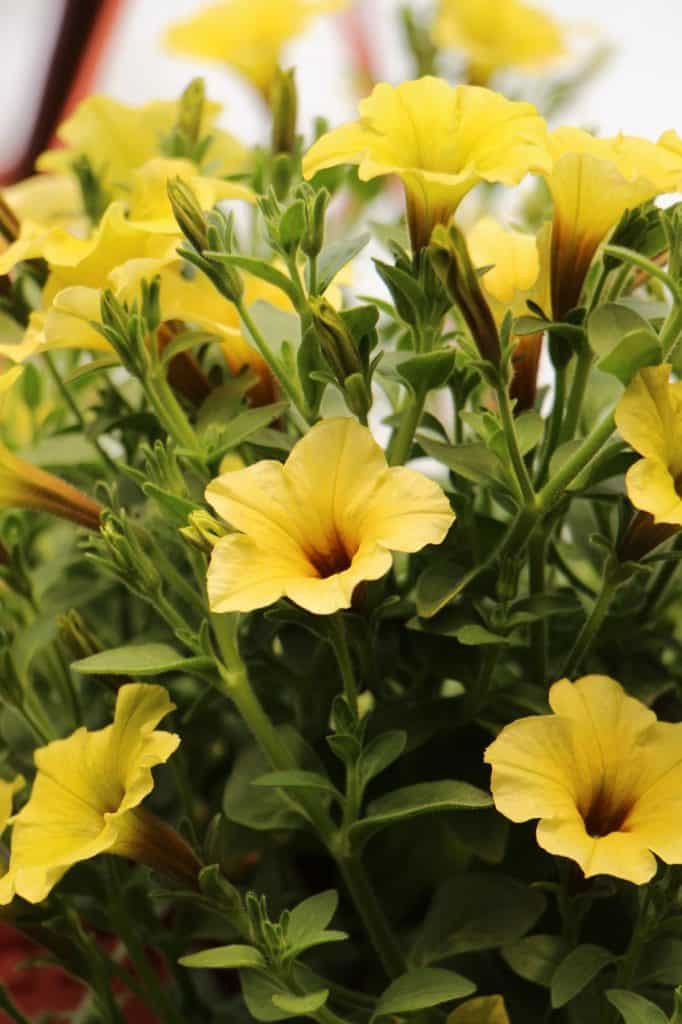 Supertunia Mini Vista Yellow