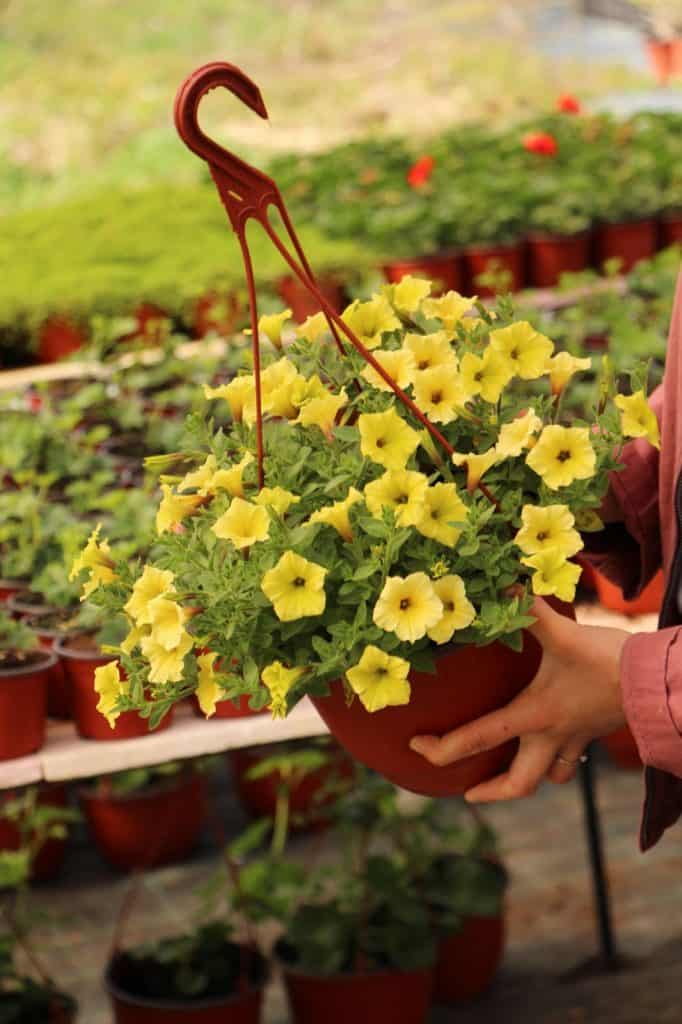 Supertunia Mini Vista Yellow