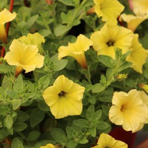 Supertunia Mini Vista Yellow