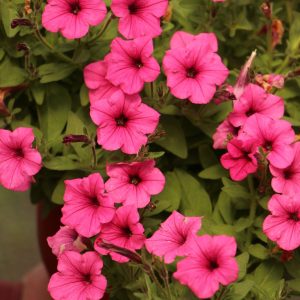 Supertunia Mini Vista Hot Pink