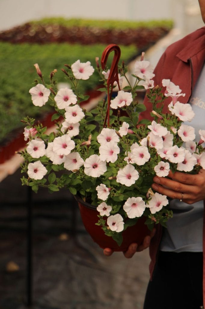 Supertunia Vista Silverberry