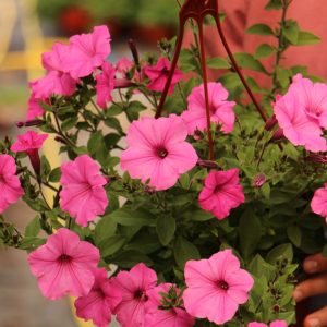 Supertunia Vista Bubblegum