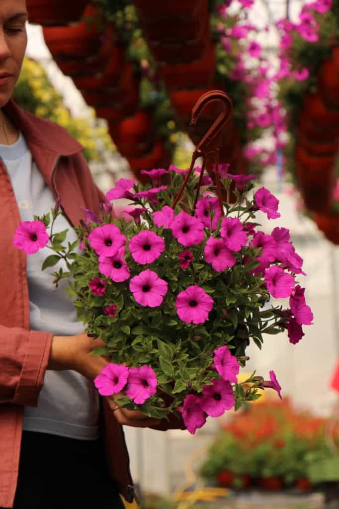 Supertunia Vista Jazzberry