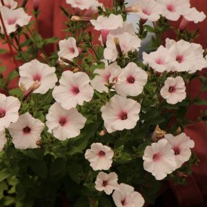 Supertunia Vista Silverberry