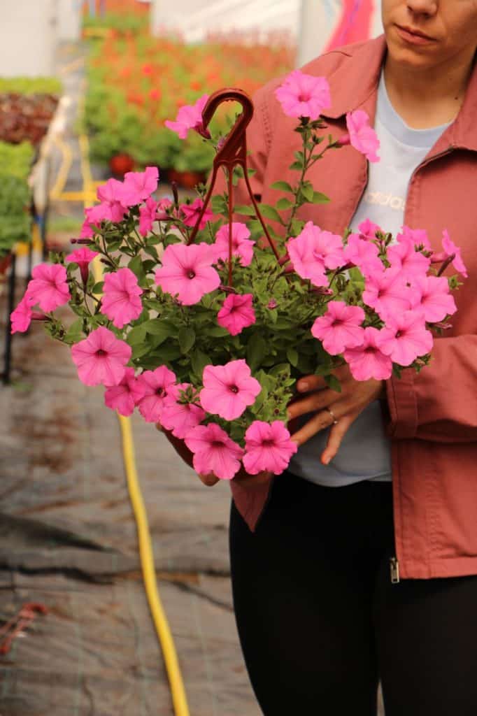 Supertunia Vista Bubblegum