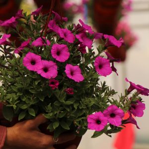 Supertunia Vista Jazzberry