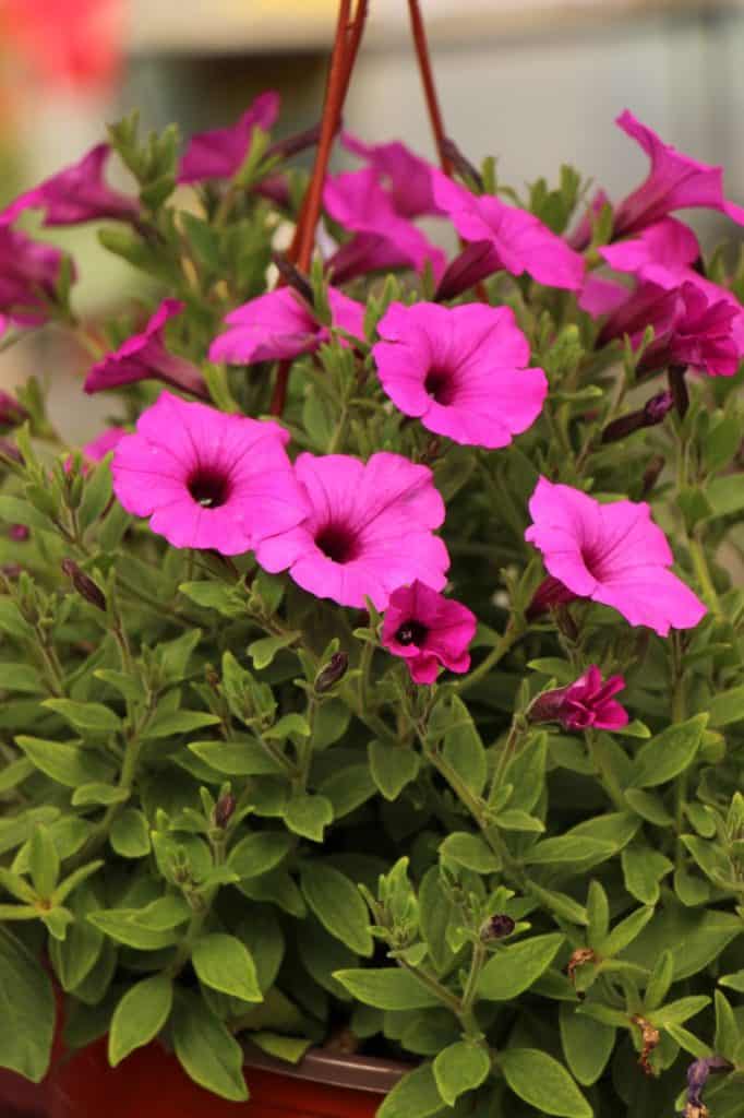 Supertunia Vista Jazzberry