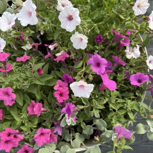 Cvetni roze mix
