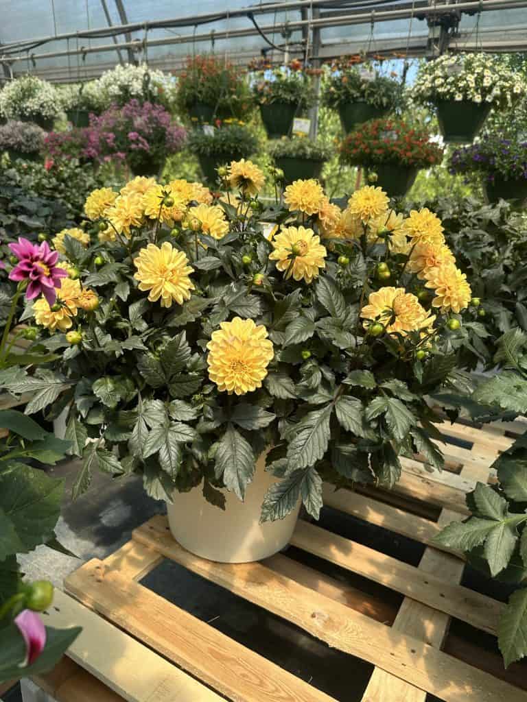 Dhalia - Dalija nežno žuta