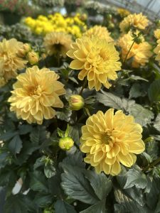 Dhalia - Dalija nežno žuta