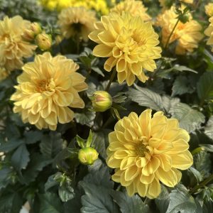 Dhalia - Dalija nežno žuta