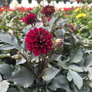 Dhalia - ciklama Dalija