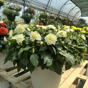 Dhalia - bela Dalija