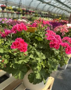 Muškatla Magic kaliopa - Pelargonium 'Calliope Magic'