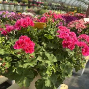 Muškatla Magic kaliopa - Pelargonium 'Calliope Magic'