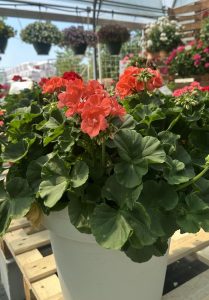 Muškatla Salmon kaliopa - Pelargonium 'Calliope Salmon'