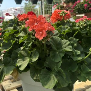 Muškatla Salmon kaliopa - Pelargonium 'Calliope Salmon'