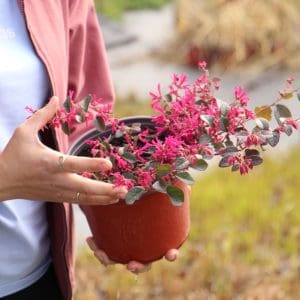 Loropetalum chinense