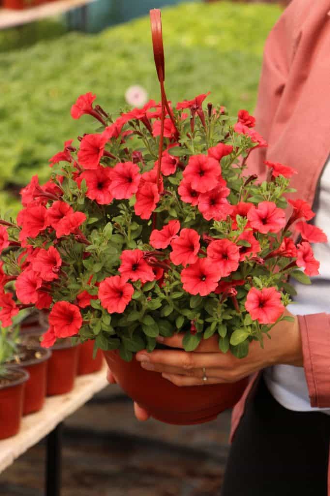Supertunia Mini Vista Scarlet