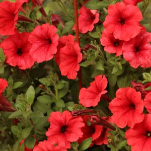 Supertunia Mini Vista Scarlet