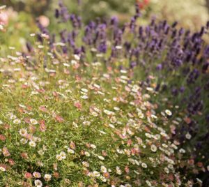 Erigeron karvinskianus