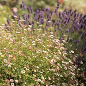 Erigeron karvinskianus