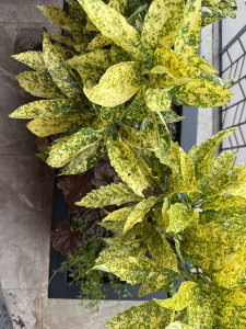 Aucuba japonica