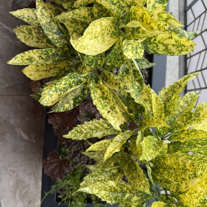 Aucuba japonica