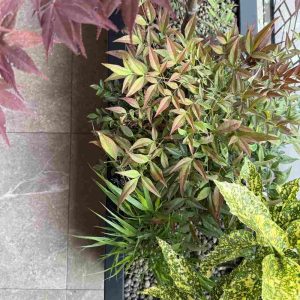 Nandina domestica ‘Obsessed’