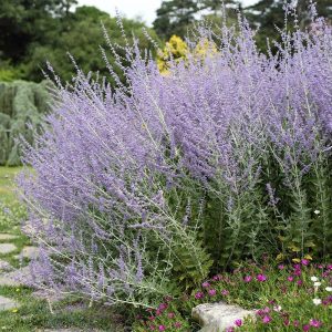 Ruska žalfija - Perovskia atriplicifolia