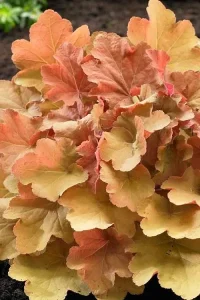 Koralni zvončići - Heuchera x hybrida 'Caramel'
