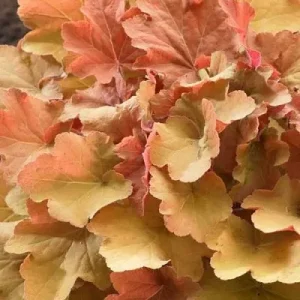 Koralni zvončići - Heuchera x hybrida 'Caramel'