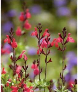Jesenja žalfija - Salvia greggii