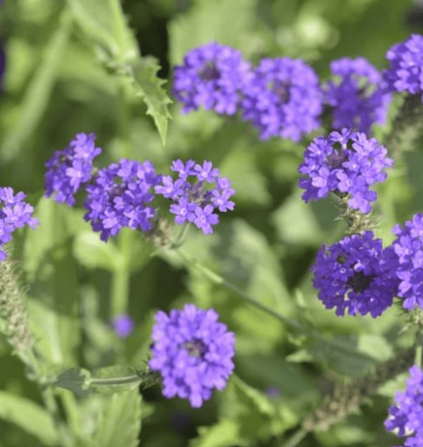 Puzajuća verbena - Verbena rigida
