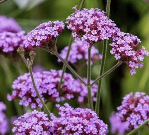 Verbena bonariensis