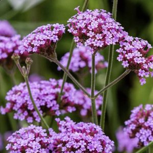 Verbena bonariensis