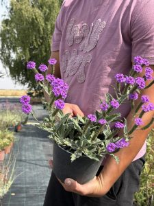 Puzajuća verbena - Verbena rigida