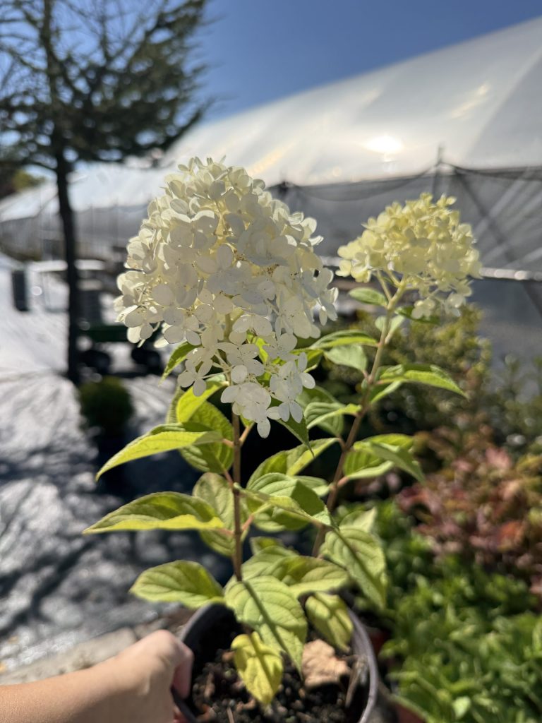 Drvenasta hortenzija - Hydrangea paniculata ‘Grandiflora’