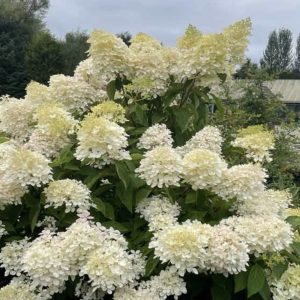 Drvenasta hortenzija - Hydrangea paniculata ‘Grandiflora’