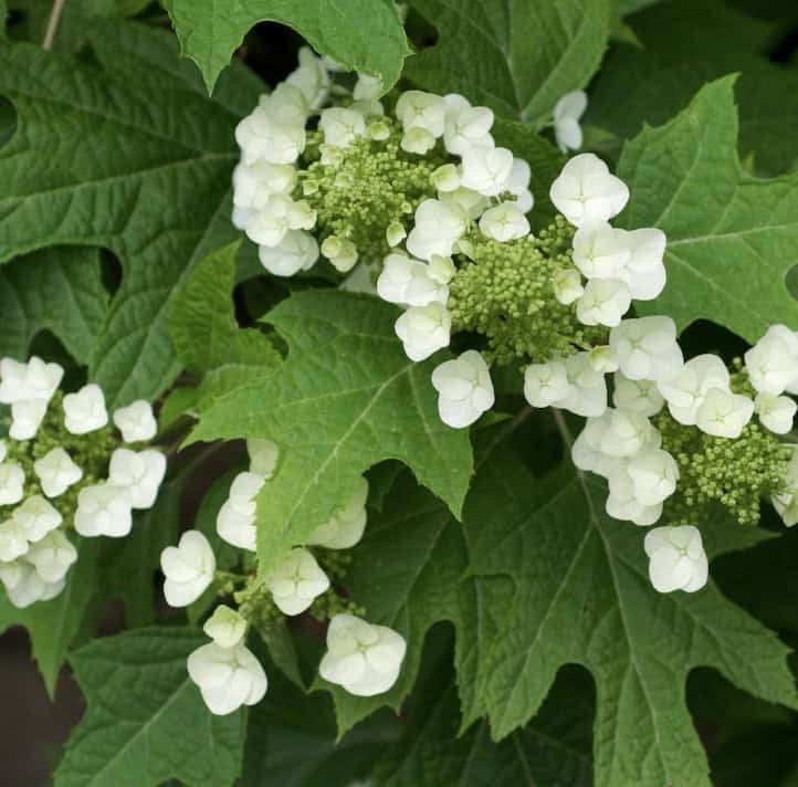 Hrastolika hortenzija - Hydrangea quercifolia