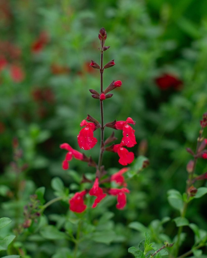 Jesenja žalfija - Salvia greggii