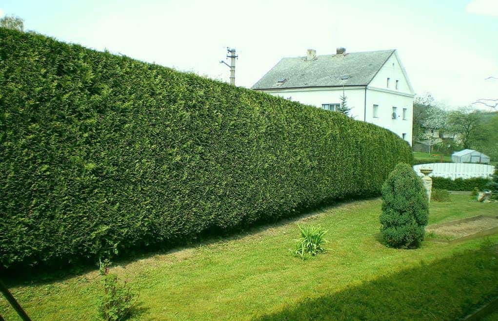 Živa ograda od lejlandskog čempresa