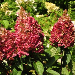 Hydrangea paniculata ‘Wim’s Red’